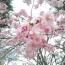 鴨川 植物園付近 2016 枚方 行政書士 鴨川 植物園付近 2016 枚方 行政書士