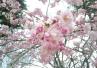 鴨川 植物園付近 2016 枚方 行政書士 鴨川 植物園付近 2016 枚方 行政書士