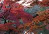 京都府立植物園 紅葉 京都府立植物園 紅葉