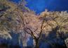 夜桜 大阪市立大学理学部附属植物園 交野  夜桜 大阪市立大学理学部附属植物園 交野
