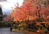 湯布院の紅葉 湯布院の紅葉