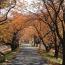 桜の紅葉 桜の紅葉