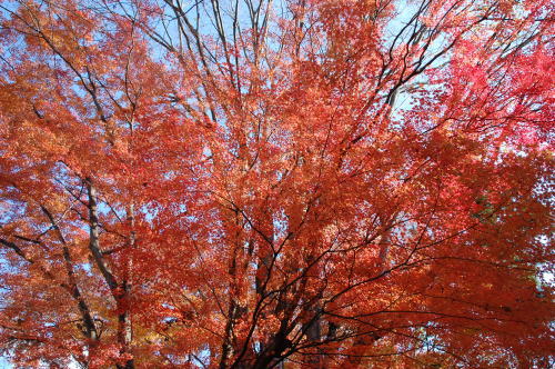 2011-11-23-3.jpg 2011-11-23-3.jpg