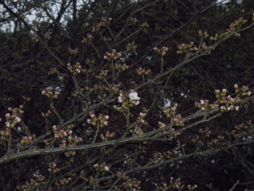 2012-3-23.jpg 2012-3-23.jpg
