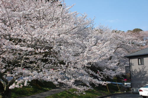 2012-3-31-1.jpg 2012-3-31-1.jpg